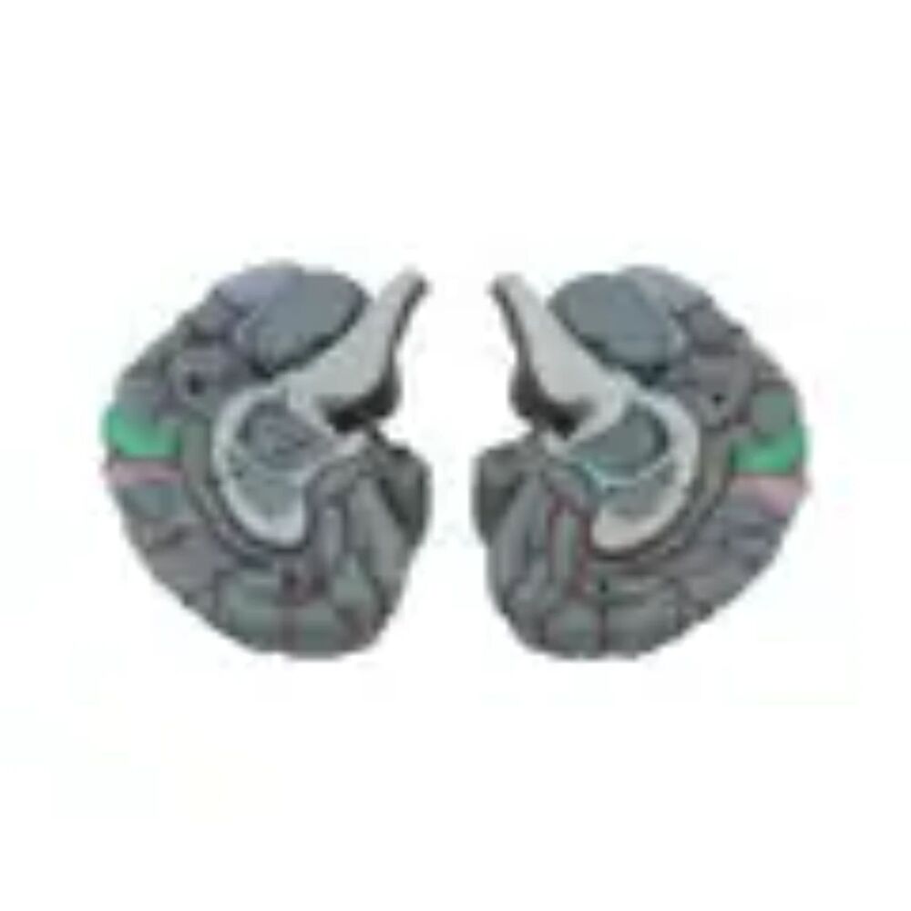 Life Size Human Brain Model - Medical Teaching (w/ 4 sections) EUC - Picture 6 of 10